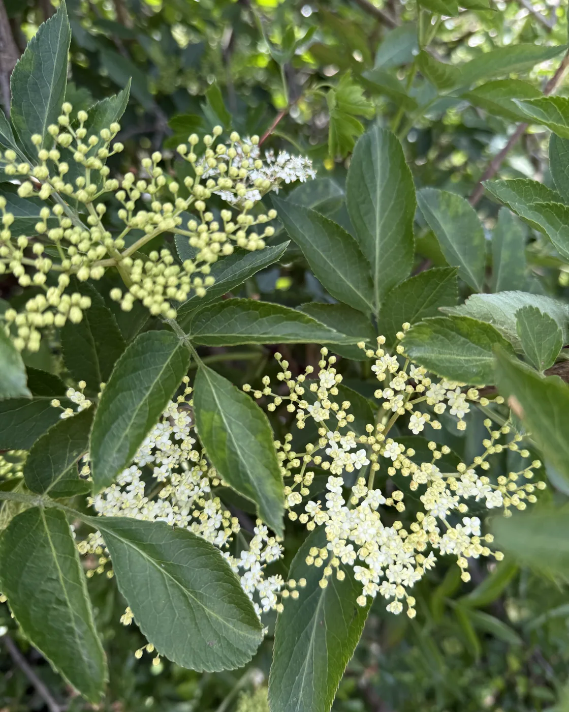Elderflower in bloom on the tree