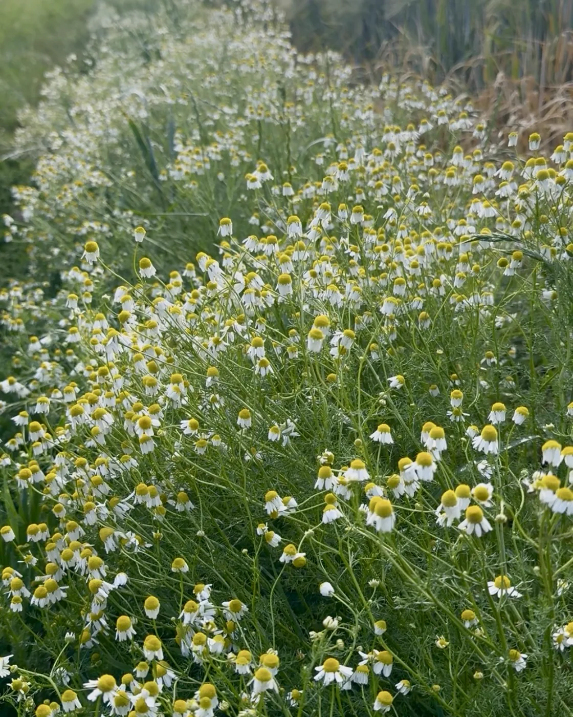 A meadow of wild chamomile in flower