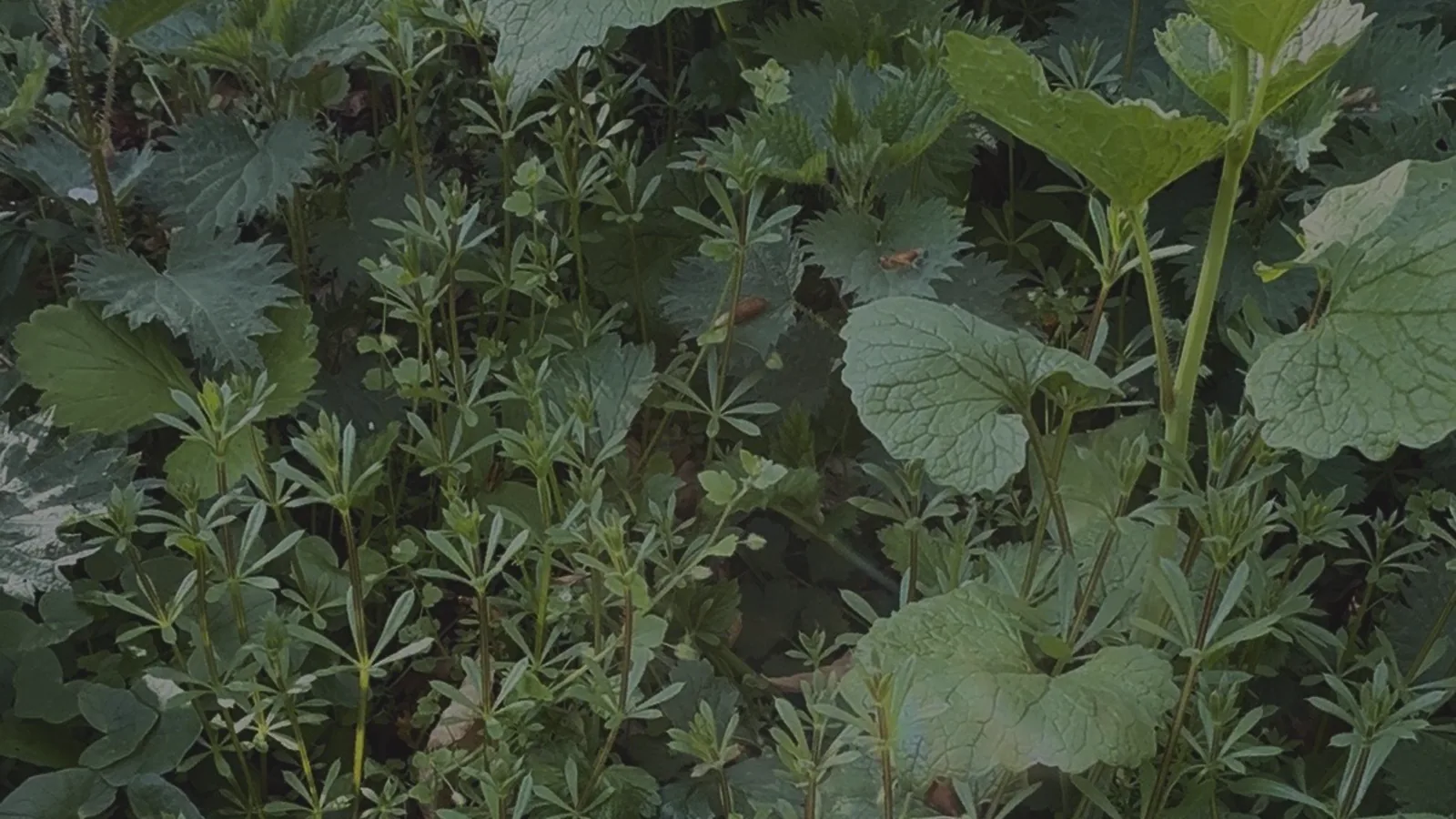 Fresh stinging nettle (Urtica) growing in the wild