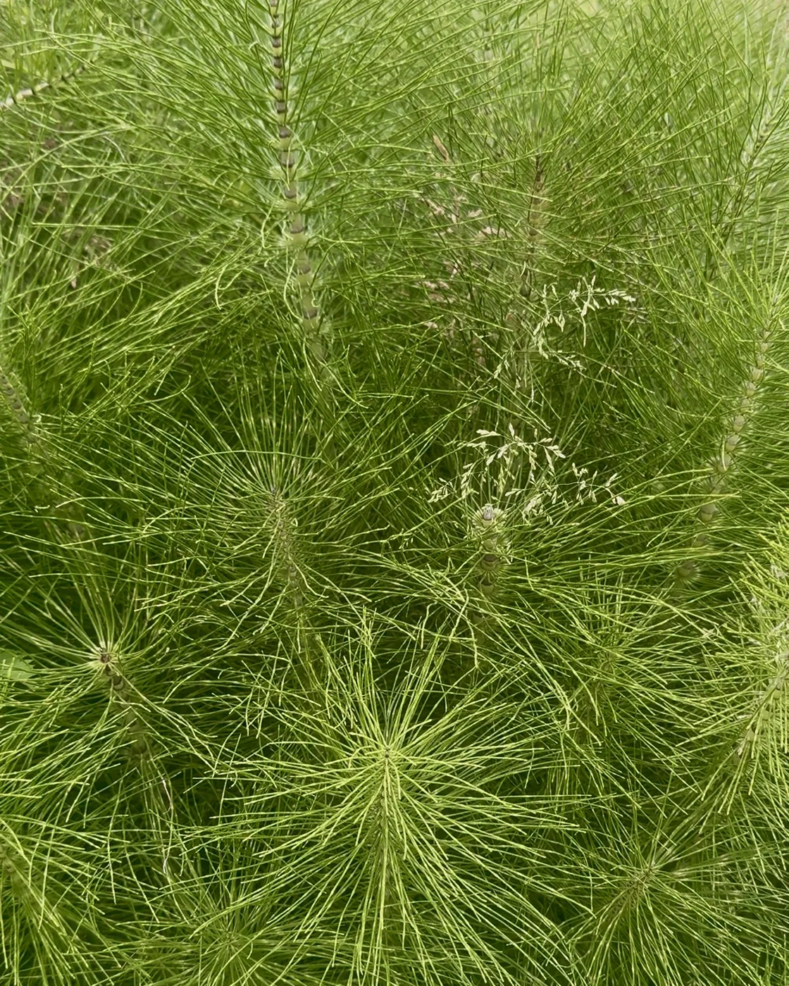 Feathery green fronds of horsetail (Equisetum) growing in the wild